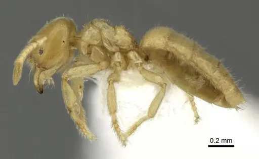 Acropyga fuhrmanni specimen INBIOCRI002728388 image inbiocri002728388_3