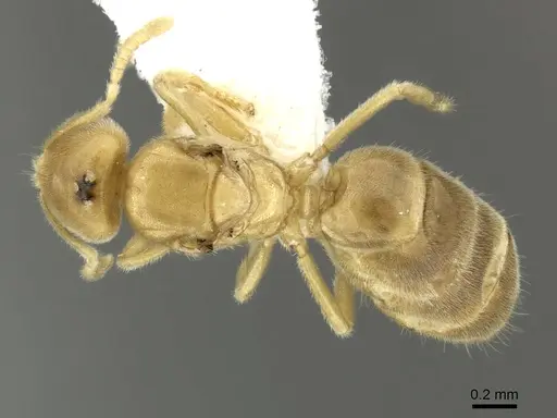 Acropyga fuhrmanni specimen INBIOCRI002728389 image inbiocri002728389_1