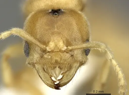 Acropyga fuhrmanni specimen INBIOCRI002728389 image inbiocri002728389_2