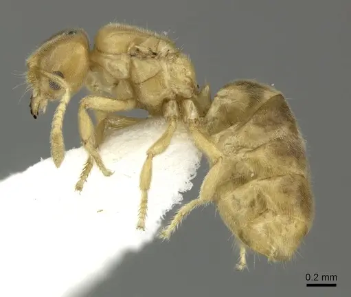 Acropyga fuhrmanni specimen INBIOCRI002728389 image inbiocri002728389_3