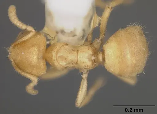 Acropyga fuhrmanni specimen USNMENT00441067 image usnment00441067_1