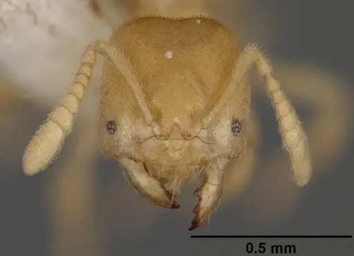 Acropyga fuhrmanni specimen USNMENT00441067 image usnment00441067_2