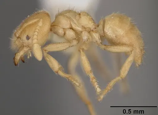 Acropyga fuhrmanni specimen USNMENT00441067 image usnment00441067_3