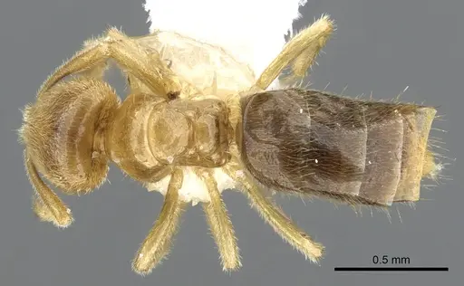 Acropyga gelasis specimen CASENT0903177 image casent0903177_1