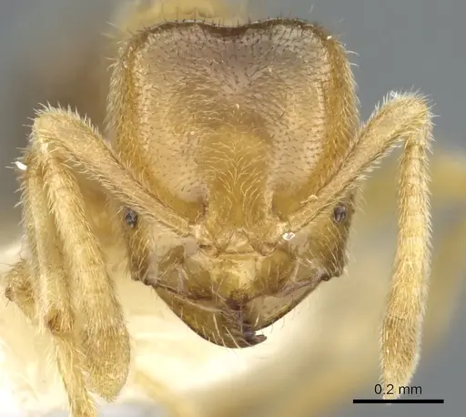 Acropyga gelasis specimen CASENT0903177 image casent0903177_2