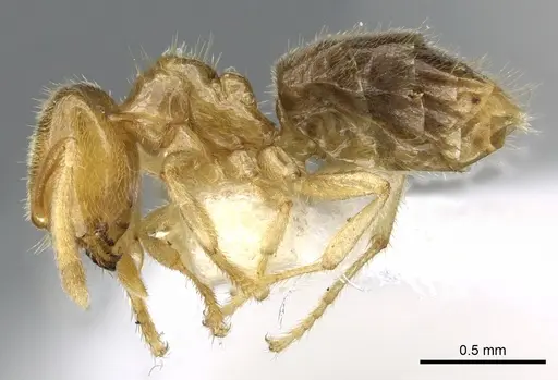 Acropyga gelasis specimen CASENT0903177 image casent0903177_3