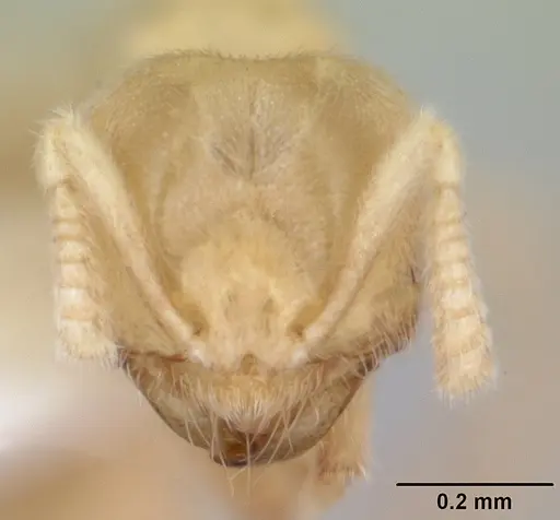 Acropyga goeldii specimen CASENT0173473 image casent0173473_2