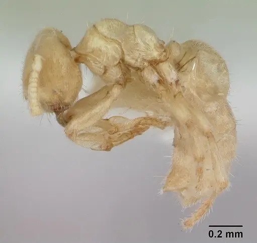 Acropyga goeldii specimen CASENT0173473 image casent0173473_3