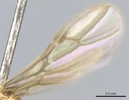 Acropyga goeldii specimen CASENT0903184 image casent0903184_4
