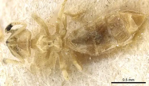 Acropyga goeldii specimen CASENT0905163 image casent0905163_1