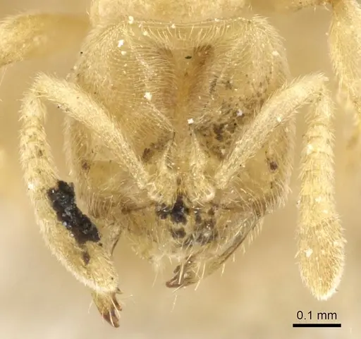 Acropyga goeldii specimen CASENT0905163 image casent0905163_2