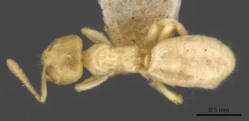Acropyga goeldii specimen CASENT0909902 image casent0909902_1