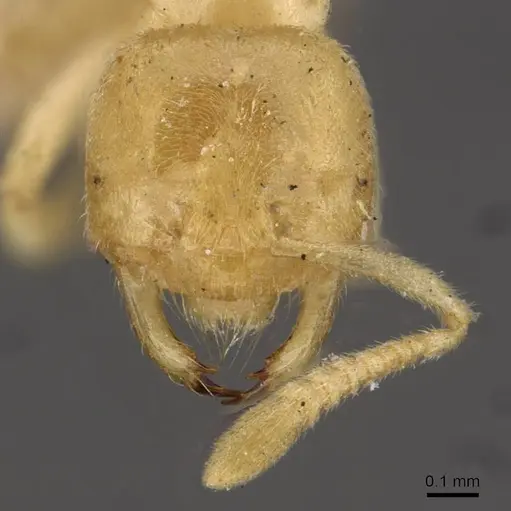 Acropyga goeldii specimen CASENT0909902 image casent0909902_2