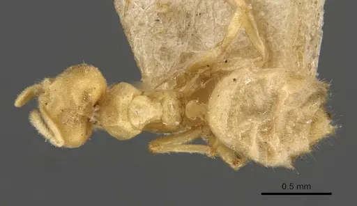 Acropyga goeldii specimen CASENT0909903 image casent0909903_1