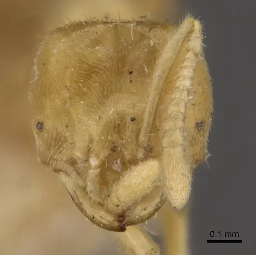Acropyga goeldii specimen CASENT0909903 image casent0909903_2