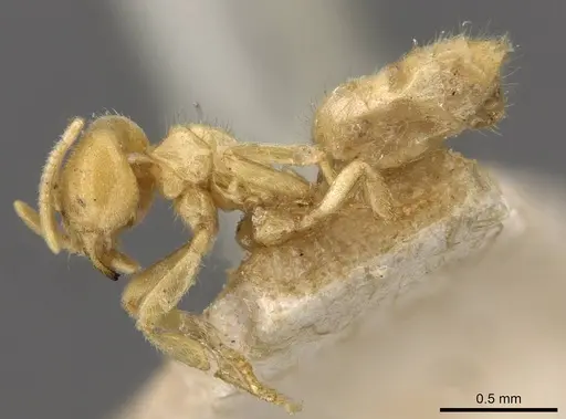 Acropyga goeldii specimen CASENT0909903 image casent0909903_3