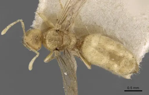 Acropyga goeldii specimen CASENT0909904 image casent0909904_1