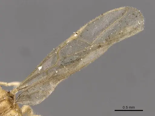 Acropyga goeldii specimen CASENT0909904 image casent0909904_4