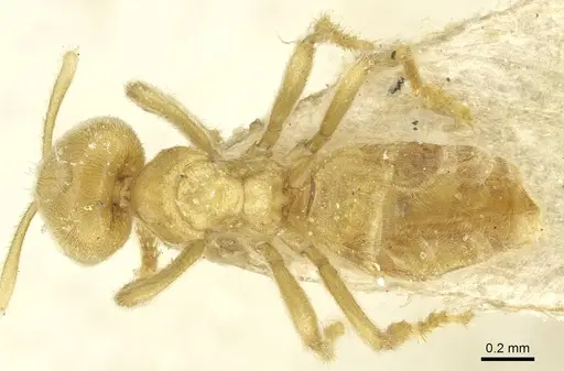 Acropyga goeldii specimen CASENT0912355 image casent0912355_1