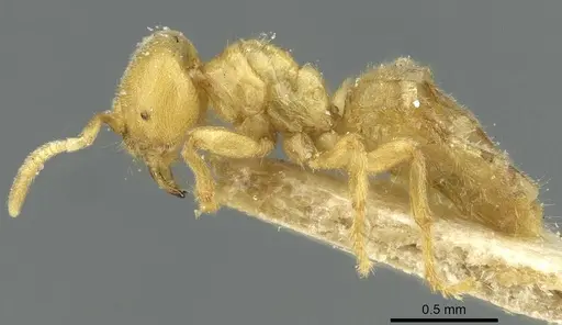 Acropyga goeldii specimen CASENT0912355 image casent0912355_3
