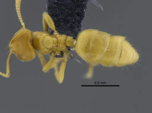 Acropyga goeldii specimen CBUMAGENT41828 image cbumagent41828_1