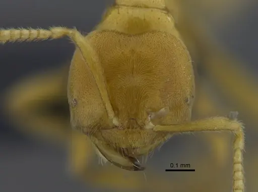 Acropyga goeldii specimen CBUMAGENT41828 image cbumagent41828_2