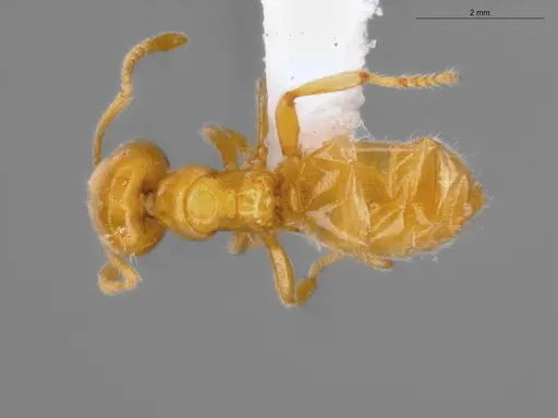 Acropyga goeldii specimen ECOFOG-SAV18-0037-07 image ecofog-sav18-0037-07_1