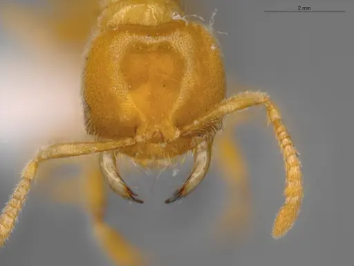 Acropyga goeldii specimen ECOFOG-SAV18-0037-07 image ecofog-sav18-0037-07_2