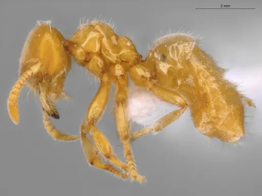 Acropyga goeldii specimen ECOFOG-SAV18-0037-07 image ecofog-sav18-0037-07_3