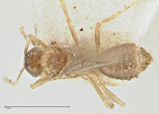 Acropyga goeldii specimen FOCOL2960 image focol2960_1