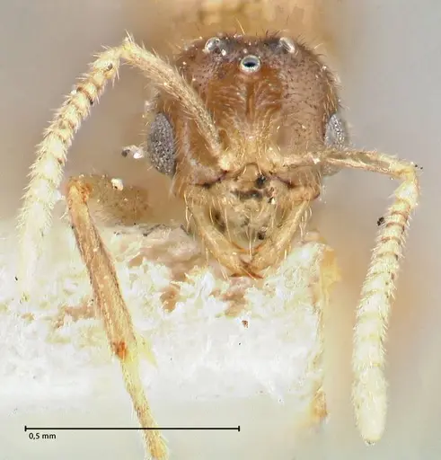 Acropyga goeldii specimen FOCOL2960 image focol2960_2