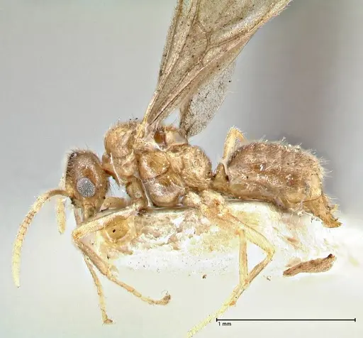 Acropyga goeldii specimen FOCOL2960 image focol2960_3
