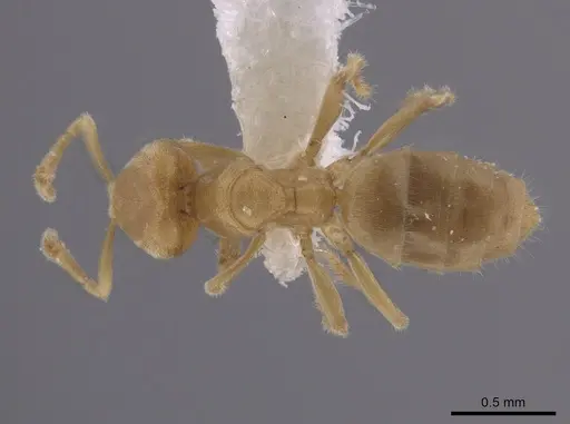 Acropyga goeldii specimen JTLC000006456 image jtlc000006456_1