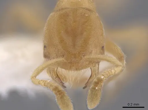 Acropyga goeldii specimen JTLC000006456 image jtlc000006456_2