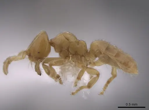 Acropyga goeldii specimen JTLC000006456 image jtlc000006456_3