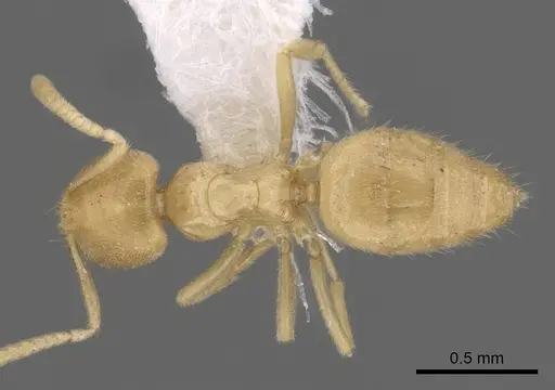 Acropyga guianensis specimen CASENT0249920 image casent0249920_1