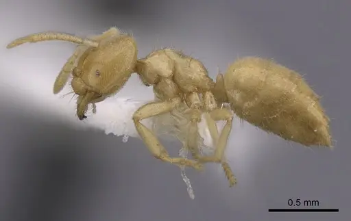 Acropyga guianensis specimen CASENT0249920 image casent0249920_3