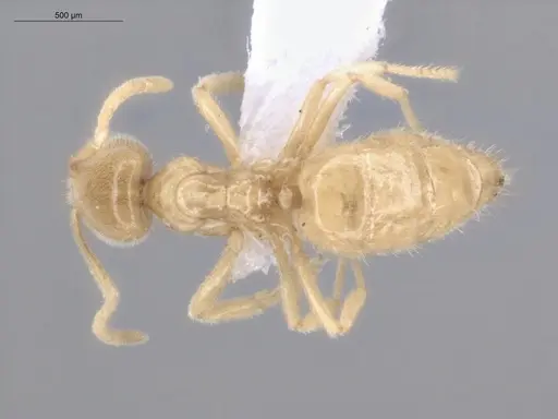 Acropyga guianensis specimen ECOFOG-MI15-0489-18 image ecofog-mi15-0489-18_1