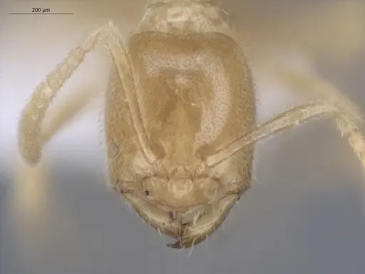 Acropyga guianensis specimen ECOFOG-MI15-0489-18 image ecofog-mi15-0489-18_2