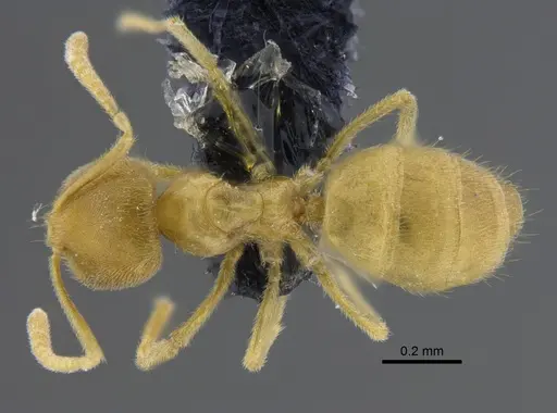 Acropyga guianensis specimen IAVH-E-263122 image iavh-e-263122_1