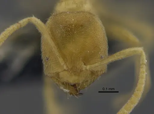 Acropyga guianensis specimen IAVH-E-263122 image iavh-e-263122_2
