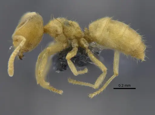 Acropyga guianensis specimen IAVH-E-263122 image iavh-e-263122_3