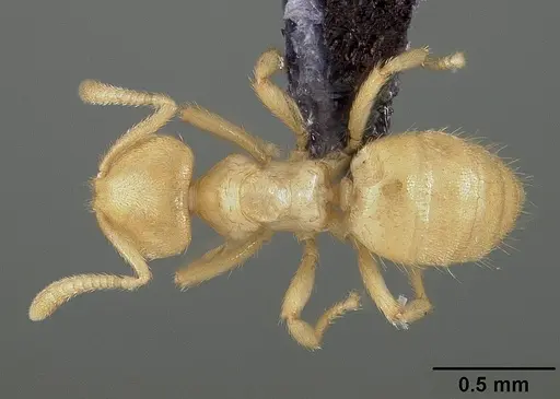 Acropyga guianensis specimen USNMENT00446087 image usnment00446087_1