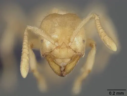 Acropyga guianensis specimen USNMENT00446087 image usnment00446087_2