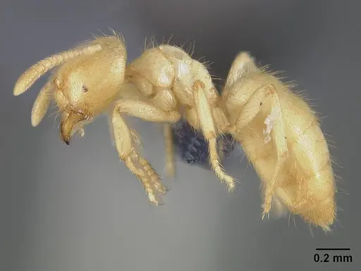 Acropyga guianensis specimen USNMENT00446087 image usnment00446087_3