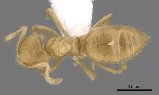 Acropyga hirsutula specimen CASENT0249921 image casent0249921_1