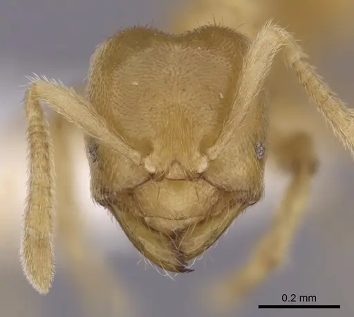 Acropyga hirsutula specimen CASENT0249921 image casent0249921_2