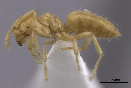 Acropyga hirsutula specimen CASENT0249921 image casent0249921_3