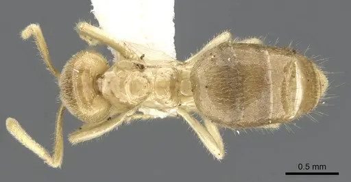 Acropyga hystrix specimen CASENT0903179 image casent0903179_1