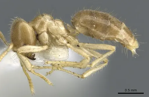 Acropyga hystrix specimen CASENT0903179 image casent0903179_3